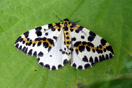 Abraxas grossulariata (LINNAEUS, 1758) vergrern