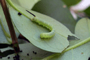 Acherontia atropos (LINNAEUS, 1758) vergrern