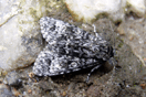 Acronicta megacephala ([DENIS & SCHIFFERMLLER], 1775) vergrern