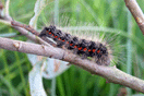 Acronicta menyanthidis (ESPER, 1789) vergrern