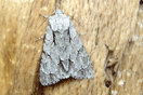 Acronicta psi (LINNAEUS, 1758) vergrern