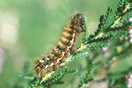 Acronicta rumicis (LINNAEUS, 1758) vergrern