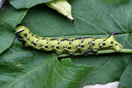 Agrius convolvuli (LINNAEUS, 1758) vergrern