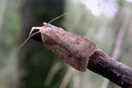 Agrochola circellaris (HUFNAGEL, 1766) vergrern