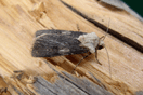 Agrotis puta (HBNER, 1803) vergrern