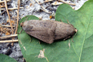 Amphipyra tragopoginis (CLERCK, 1759) vergrern