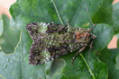 Anaplectoides prasina ([DENIS & SCHIFFERMLLER], 1775) vergrern