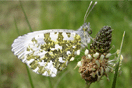 Anthocharis cardamines (LINNAEUS, 1758) vergrern