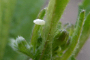 Anthocharis cardamines (LINNAEUS, 1758) vergrern