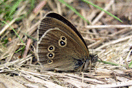 Aphantopus hyperantus (LINNAEUS, 1758) vergrern