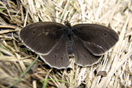 Aphantopus hyperantus (LINNAEUS, 1758) vergrern