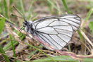 Aporia crataegi (LINNAEUS, 1758) vergrern