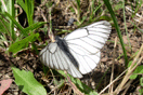 Aporia crataegi (LINNAEUS, 1758) vergrern