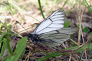 Aporia crataegi (LINNAEUS, 1758) vergrern