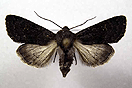 Aporophyla lueneburgensis (FREYER, 1848) vergrern