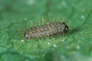 Argynnis aglaja (LINNAEUS, 1758) vergrern