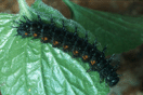 Argynnis aglaja (LINNAEUS, 1758) vergrern