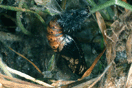 Argynnis aglaja (LINNAEUS, 1758) vergrern