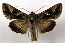 Autographa gamma (LINNAEUS, 1758) vergrern