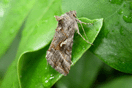 Autographa gamma (LINNAEUS, 1758) vergrern