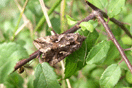 Autographa gamma (LINNAEUS, 1758) vergrern