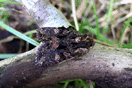 Blepharita satura ([DENIS & SCHIFFERMLLER], 1775) vergrern