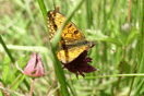 Boloria aquilonaris (STICHEL, 1908) vergrern