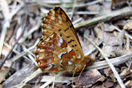 Boloria aquilonaris (STICHEL, 1908) vergrern