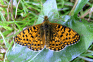 Boloria selene ([DENIS & SCHIFFERMLLER], 1775) vergrern