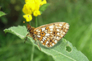 Boloria selene ([DENIS & SCHIFFERMLLER], 1775) vergrern