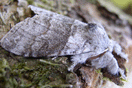 Calliteara pudibunda (LINNAEUS, 1758) vergrern