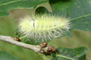 Calliteara pudibunda (LINNAEUS, 1758) vergrern
