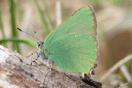 Callophrys rubi (LINNAEUS, 1758) vergrern