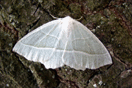Campaea margaritata (LINNAEUS, 1767) vergrern