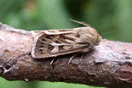 Cerapteryx graminis (LINNAEUS, 1758) vergrern