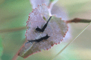 Cerura vinula (LINNAEUS, 1758) vergrern