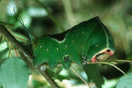 Cerura vinula (LINNAEUS, 1758) vergrern