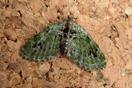 Chloroclystis v-ata (HAWORTH, 1809) vergrern