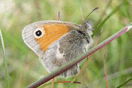 Coenonympha pamphilus (LINNAEUS, 1758) vergrern