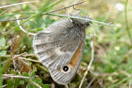 Coenonympha pamphilus (LINNAEUS, 1758) vergrern