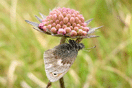 Coenonympha pamphilus (LINNAEUS, 1758) vergrern