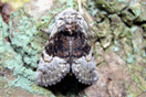 Colocasia coryli (LINNAEUS, 1758) vergrern