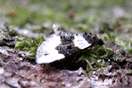 Cosmorhoe ocellata (LINNAEUS, 1758) vergrern