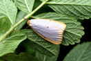 Cybosia mesomella (LINNAEUS, 1758) vergrern