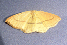 Cyclophora linearia (HBNER, [1799]) vergrern