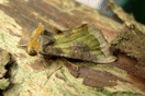 Diachrysia chrysitis (LINNAEUS, 1758) vergrern