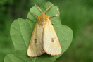 Diacrisia sannio (LINNAEUS, 1758) vergrern