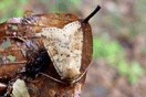 Diarsia mendica (FABRICIUS, 1775) vergrern