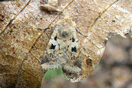 Diarsia mendica (FABRICIUS, 1775) vergrern