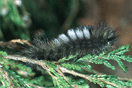 Dicallomera fascelina (LINNAEUS, 1758) vergrern